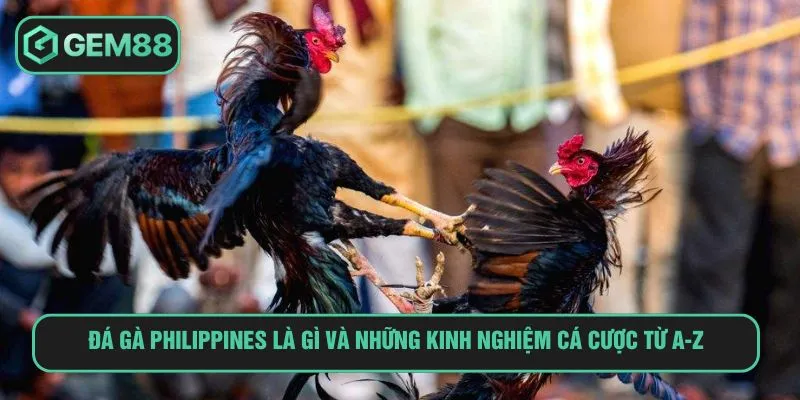 Đá Gà Philippines